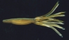 5" CAMO Scatter Tails - Arkansas Shiner