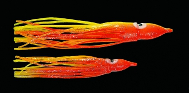 Octopus - rot-gelb-glitter