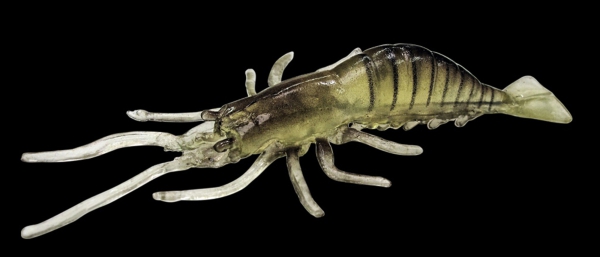 5 Stück JENZI UV-Shrimp - Real Shrimp Imitat mit UV 10 cm Nature
